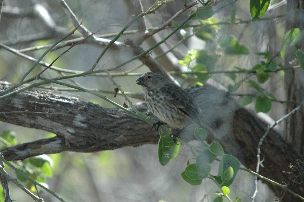 Finch, Vegetarian, 2004-11035284.JPG - Vegetarian Finch, Galapagos, 2004